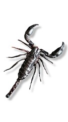 Scorpions are poisonous and dangerous creatures. white background