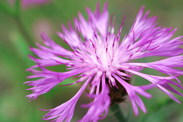Wild pink flowers Cornflower - Pink bachelor's button (Centaurea pulcherrima). Useful honeybearing,ornamental and medicinal plant