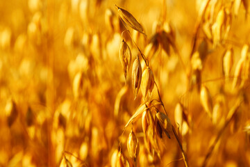 close-up of oat ears on an oat field at sunset. copy space. macro