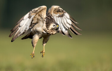 Common buzzard bird ( Buteo buteo )