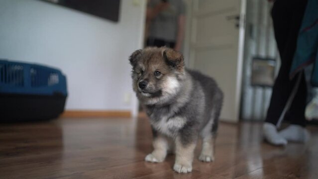 Close-up shot of a Finnish Lapphund puppy being taken off the lead after a walk