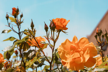 Shrub orange roses flowers against blue turquoise sky in summer garden, rosarium