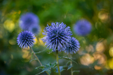 Small globe thistle or Echinops ritro flowering plants in shape of round purple-blue ball on green natural background. Growing flowers in a summer garden, floriculture. Wild flower in summertime light