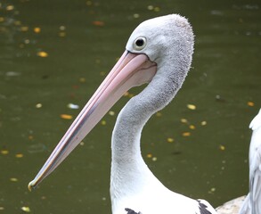 Pelican - Pelican Cove - Jurong Bird Park