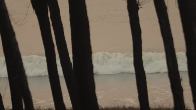 waves crashing on a sea beach in digha west bengal during dusk or dawn. video taken through casuarina trees.