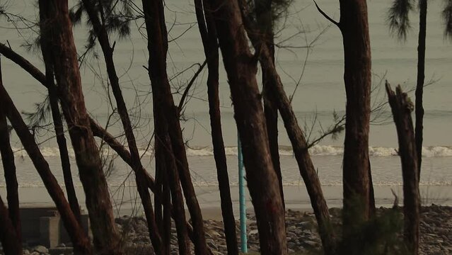 waves crashing on a sea beach in digha west bengal during dusk or dawn. video taken through casuarina trees.