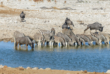 Fototapeta na wymiar Wild zebras drinking water in waterhole in the African savanna