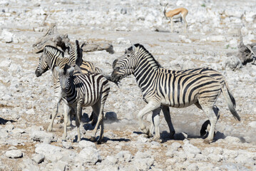 Fototapeta na wymiar Wild zebras on waterhole in the African savanna