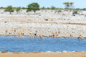 Fototapeta na wymiar Wild springbok antelopes in the African savanna