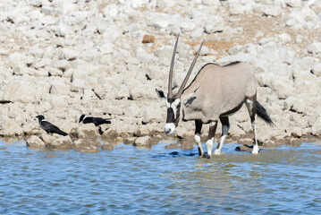 Wild oryx antelope in the African savannah