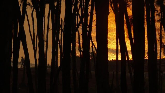 waves crashing on a sea beach in digha west bengal during dusk or dawn. water sparkling in golden rays of th sun, video taken through casuarina trees.