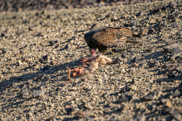 Turkey vulture (Cathartes aura) eating a dead opossum. Wildlife photography. 