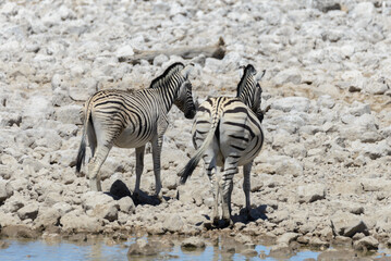 Fototapeta na wymiar Wild zebras on waterhole in the African savanna
