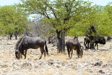 Fototapeta premium Wild gnu antelope in in African national park