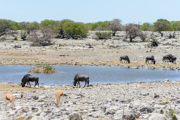 Obraz premium Wild gnu antelope in in African national park
