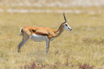 Naklejka na ściany i meble Wild springbok antelope in the African savanna