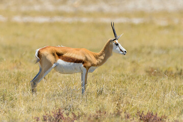 Naklejka na ściany i meble Wild springbok antelope in the African savanna