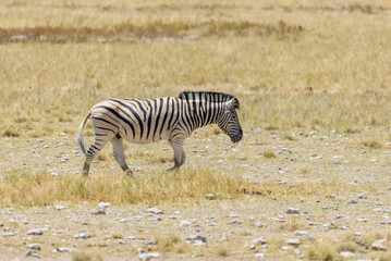 Obraz na płótnie Canvas Wild zebra walking in the African savanna close up