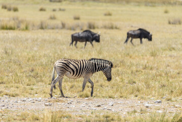Obraz na płótnie Canvas Wild zebras walking in the African savanna with gnu antelopes on background