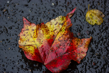 A red yellow autumn maple leaf lies on the black wet asphalt. An autumnal atmosphere in rainy weather. Fall season wallpaper macro shot top view. Fallen leaves on the street in a park, forest, woods.