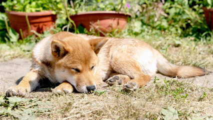 shiba inu on the green grass