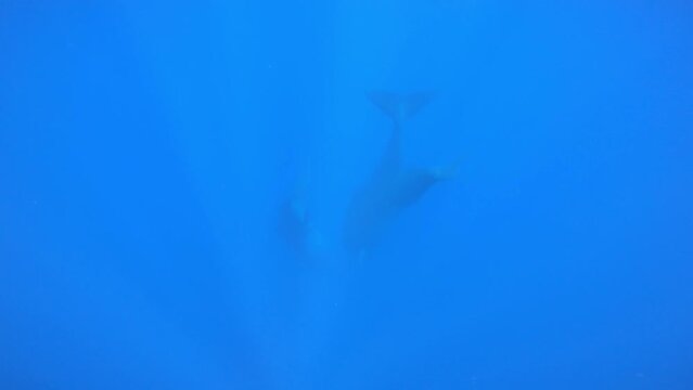 Sperm Whales diving in deep sea, underwater view, Sri Lanka
Beautiful underwater view of Sperm Whales from Sri Lanka, 2022
