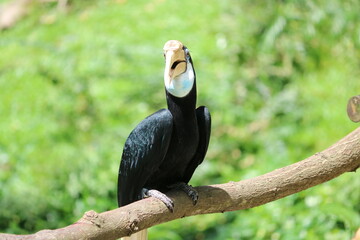 Hornbill - Hornbills - Jurong Bird Park - Hornbill in Singapore
