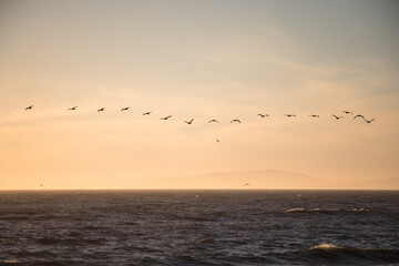 Birds Flying in the Sunset