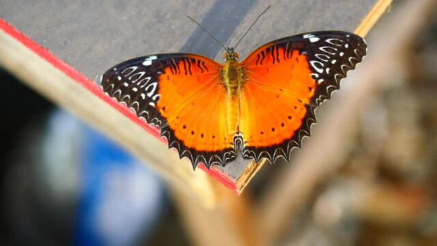 Red Lacewing Buterfly ( Cethosia biblis perakana ) spreading wings on table, Orange with red with yellow with black stripes and white spots on tropical insect wing