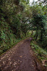 Obraz premium Madeira island in autumn 
