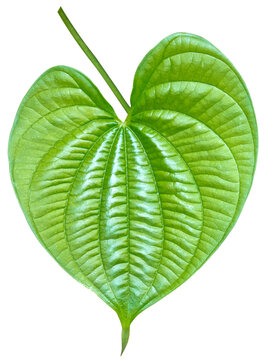 feuille de hoffe, igname bulbif&egrave;re , dioscorea bulbifera sur fond blanc 