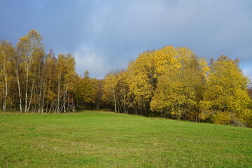 Herbstliche Landschaft im Siegerland bmit Gräsern und Steppe, Betula pendula
