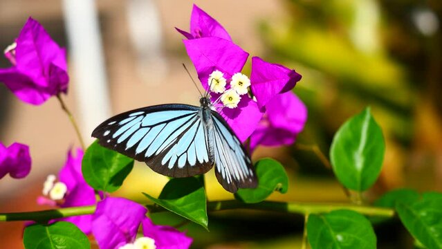 The Common Wanderer butterfly suck nectar from pollen of purple Paper flower, Black pattern on blue wing of tropical insect in Thailand