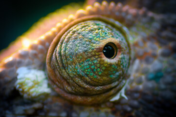 Chameleon eye close-up macro shot