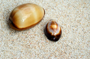 貝殻の造形　タカラガイ　グラフィック素材