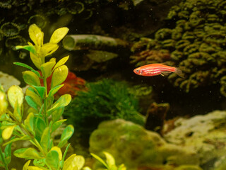 Colorful little fishes in an aquarium