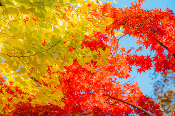 長野県茅野市　長円寺の紅葉