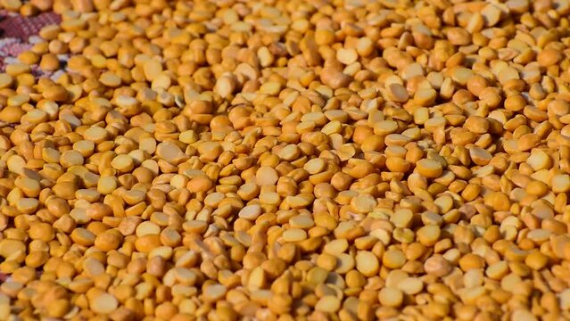 Raw yellow split dried gram lentils