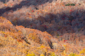 燃える紅葉