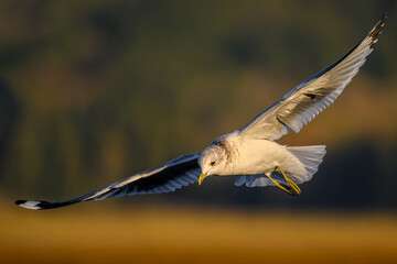 Eye level mid air photograph of a juvenile Short-billed Gull hovering over the Fraser River