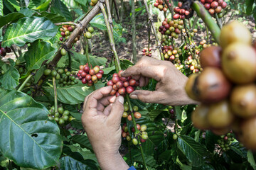 Naklejka na ściany i meble farmer picking coffee cherry in the garden