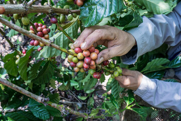 Naklejka na ściany i meble farmer picking coffee cherry in the garden