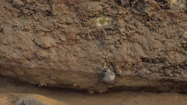 a hermit crab crawling around in the sandy sea beach. video taken in a tide pool of digha india.