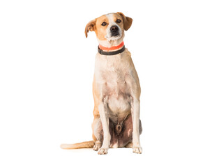 stray dog isolated on a white background