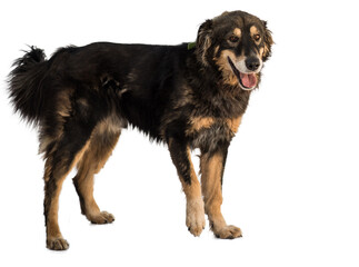 stray dog isolated on a white background