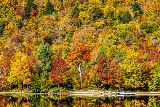 Autumn In The Adirondack Forest