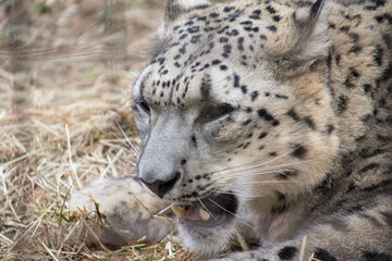 Obraz premium 雪豹