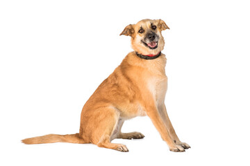 stray dog isolated on a white background