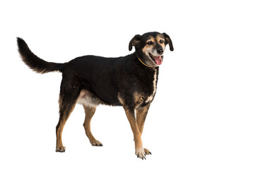 stray dog isolated on a white background