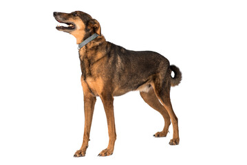 stray dog isolated on a white background